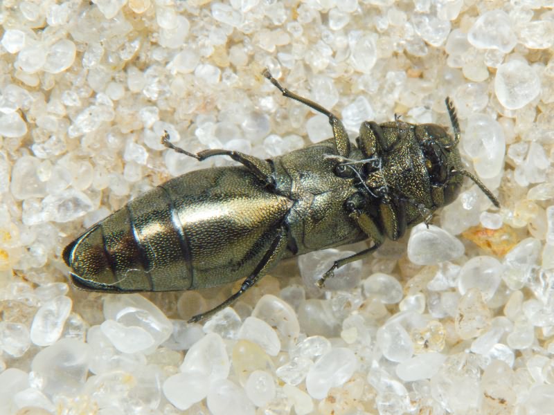 Agrilus cuprescens cuprescens (Ménétriés, 1832)